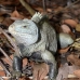 iguana_rock_lwc_provo_v_0066_tci0066.jpg